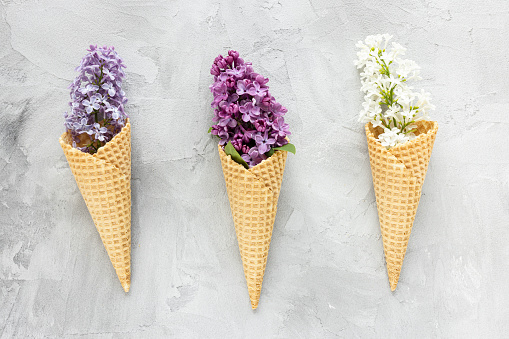 Fresh white lilac flowers in waffle ice cream cone on gray background. Flat lay, top view, copy space, spring abstract floral background.