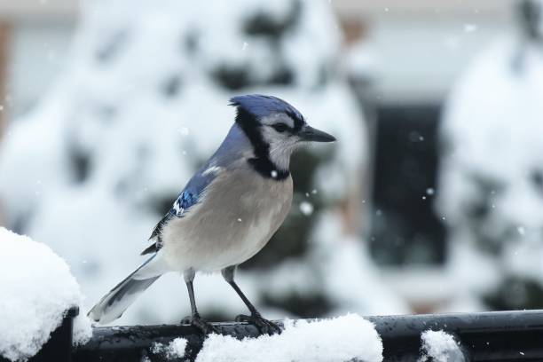 istock Profile shot of blue jay perched outdoors 1462072886