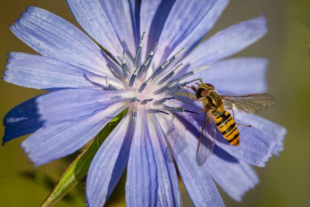 istock Macro shot of a striped hoverfly on a purple chicory flower 1462075083