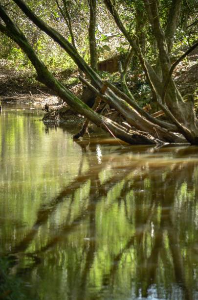 istock River covered in tree shade in Costa Rica 1462075617