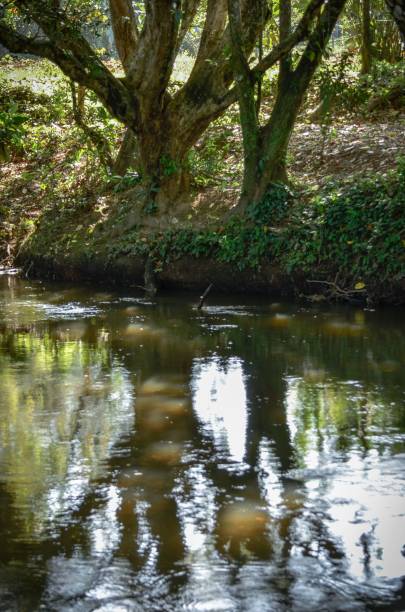 istock River covered in tree shade in Costa Rica 1462075618