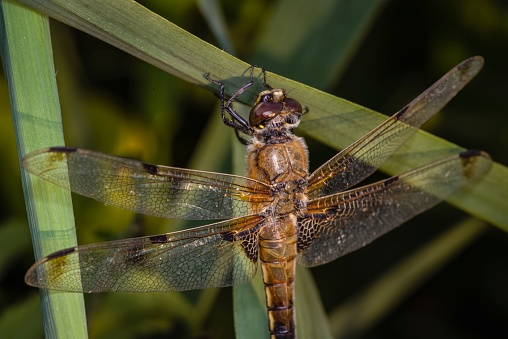 A macro shot of a four-spotted chaser dragonfly on a plant