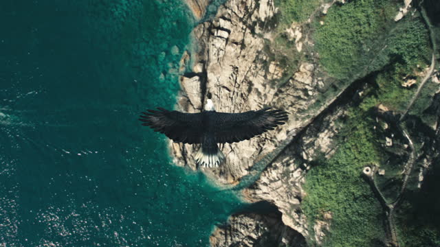 Flying Eagle Point of View video animation