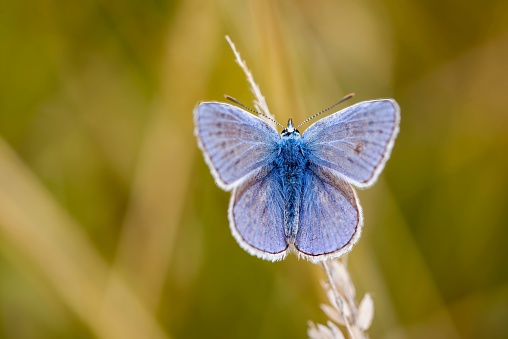 A selective focus shot of a silver studded blue butterfly on a plant