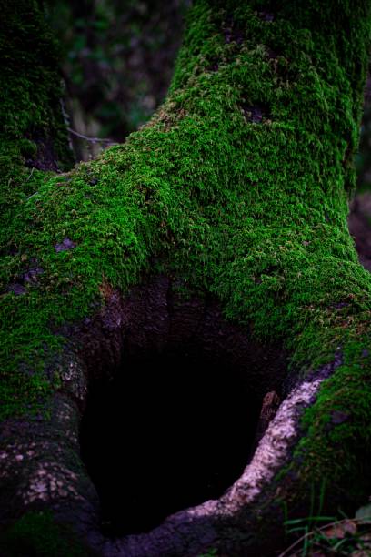 istock Selective focus shot of a mossy tree trunk 1462077046