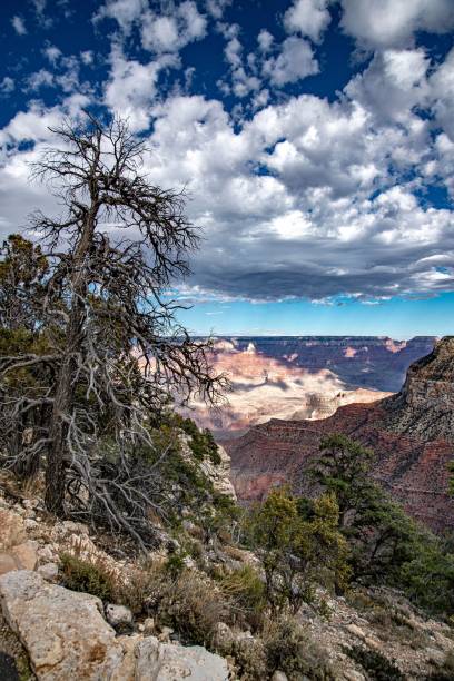 istock View of the rocky mountains and trees 1462077077