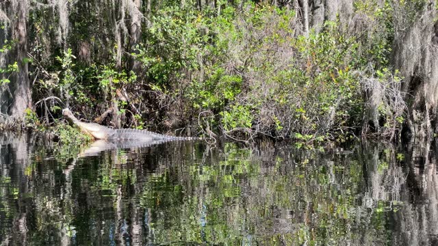 Alligator in a dark water swamp in Georgia