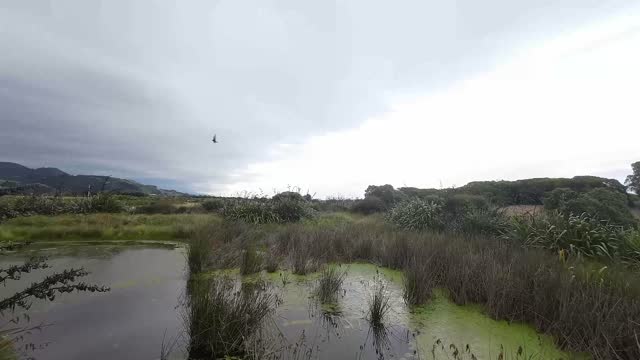 Drone shot over a swamp with water vegetation captured in Nelson Bays, New Zealand