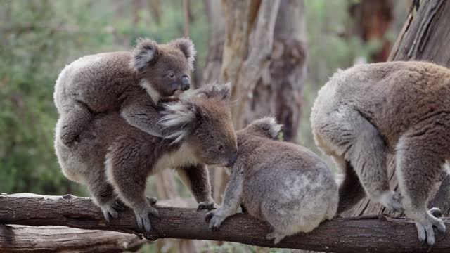 Closeup of a handful of Koalas sitting and crawling on a tree branch