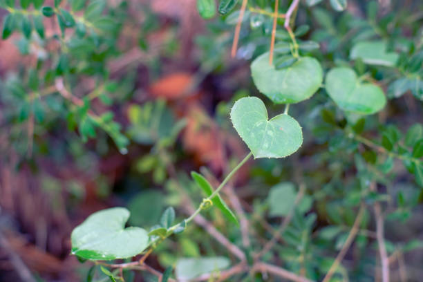 View of heart shaped leaves in the forest.