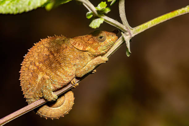 istock Blue-legged chameleon, Calumma crypticum, Reserve Peyrieras Madagascar Exotic wildlife 1462079626