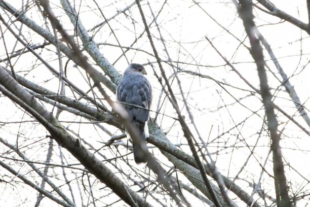 istock Single grey bird sitting on a tree branch under the bright sun light. 1462079732