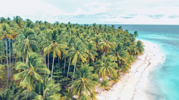 istock High angle of a palm tree forest on the sandy coastline with a blue sea and floating clouds 1462079980