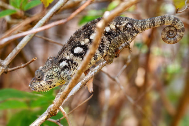 camaleón de oustalet, furcifer oustaleti, reserva peyrieras madagascar exótico, fauna de madagascar - oustalets chameleon fotografías e imágenes de stock