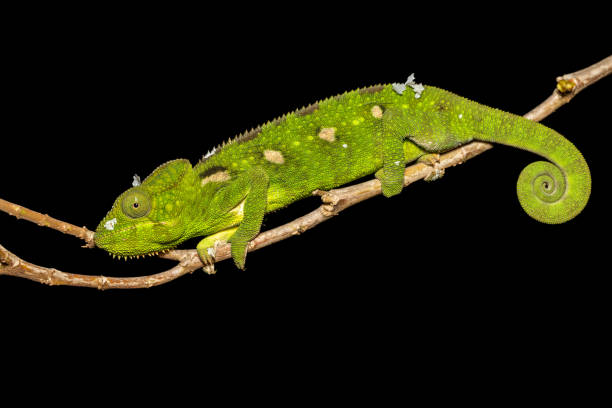 camaleón de oustalet, furcifer oustaleti, ambalavao, fauna de madagascar - oustalets chameleon fotografías e imágenes de stock