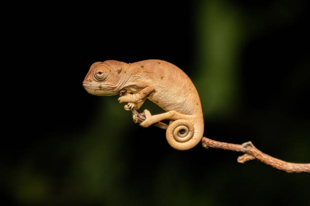 bebé camaleón de oustalet, furcifer oustaleti, reserva peyrieras madagascar exótico, fauna de madagascar - oustalets chameleon fotografías e imágenes de stock