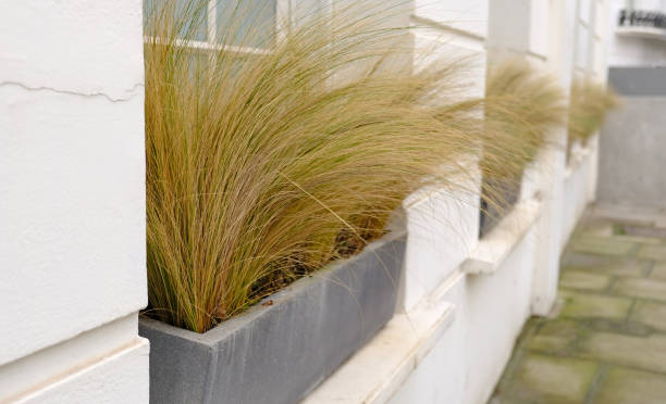 Yellow and green fescue or Dried pampas in flowerpot on the windowsill outside the window. Home gardening concept. Modern minimal creative home decor concept, garden room. Yellow and green fescue or Dried pampas in flowerpot on the windowsill outside the window. Home gardening concept. Modern minimal creative home decor concept, garden room. carex pluriflora stock pictures, royalty-free photos & images