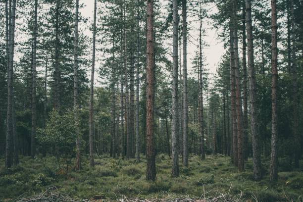 istock Beautiful pine forest on a gloomy day 1462081271
