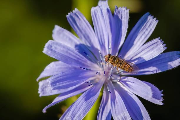 istock Macro shot of a striped hoverfly on a purple chicory flower 1462081606
