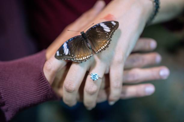istock Closeup of Hypolimnas anomala on a hand 1462082342