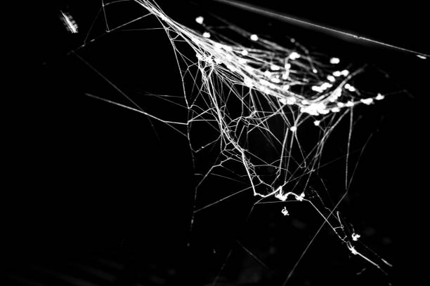 istock Closeup of a spider web in a garden with a dark background 1462083132