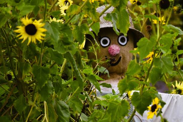 istock Funny scarecrow in sunflower field 1462083555