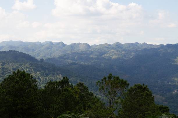 istock Beautiful green forest with tall trees against the hills 1462085343