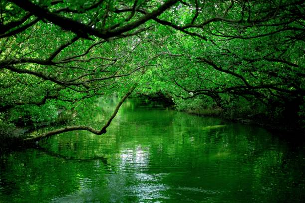 istock River covered in trees with green leaves 1462085429
