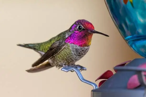 A closeup of Anna's hummingbird, Calypte anna on a feeder. Henderson, Nevada.