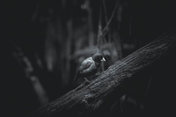 istock Monochrome shot of a crow bird perched on a tree branch 1462085526