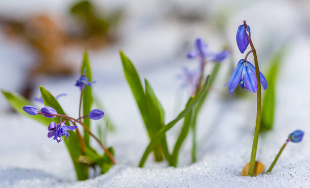 istock closeup small blue snowdrop flowers push through a snow, beautiful spring natural background 1462085592