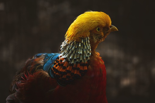 a closeup shot of the golden pheasant bird