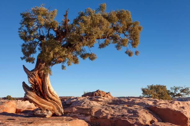 Utah juniper in Dead Horse Point State Park. Utah, United States. A Utah juniper in Dead Horse Point State Park. Utah, United States. juniper tree juniperus osteosperma stock pictures, royalty-free photos & images