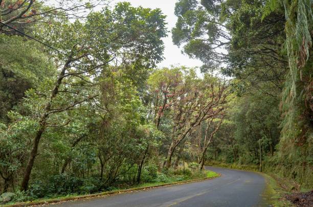 istock Beautiful shot of a road between trees in a forest 1462088390
