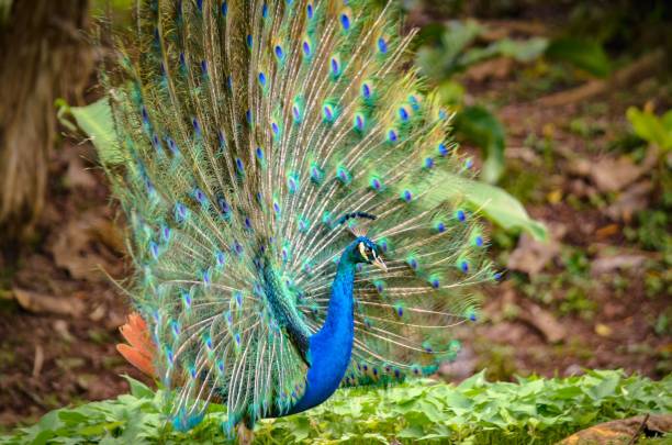 istock Close-up shot of a peacock with an open tail in a park 1462088404