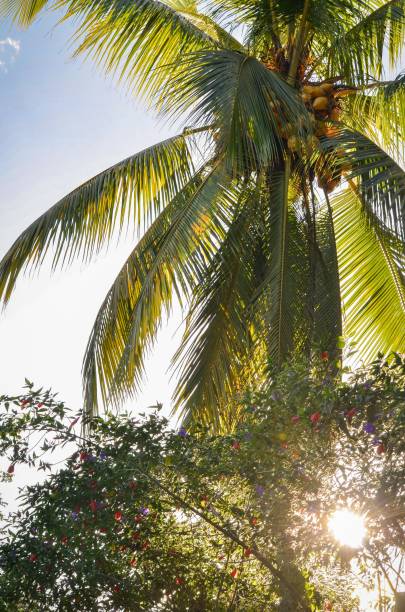 istock Vertical shot of a palm tree growing in a park 1462088436