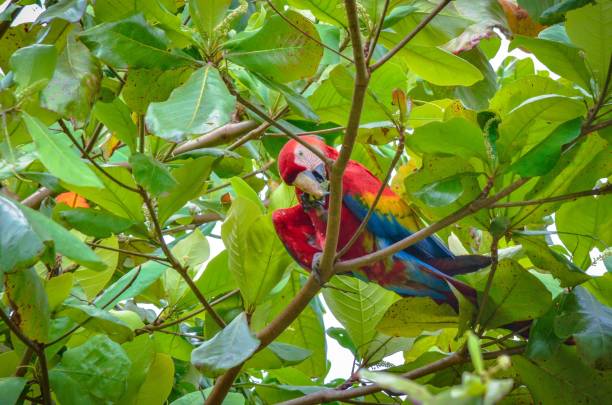 istock Close-up shot of an Ara parrot on a tree and eating a walnut 1462088485