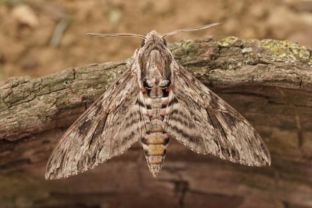 istock Closeup on the impressive Convolvulus Hawkmoth, Agrius convolvuli, sitting with open wings on wood 1462091977
