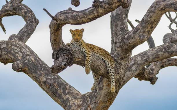 istock Beautiful view of a leopard on the tree branch 1462093211
