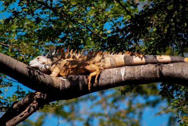 istock Low-angle of an iguana reptile on a sunlit tree branch, sky blurred background 1462095200