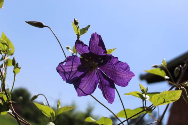 istock Purple clematis (Clematis occidentalis) against a sunny blue sky 1462096496