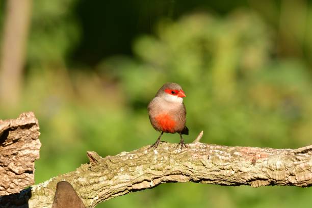 istock Close-up view of a Common waxbill perching on a branch under the sunlight 1462096554