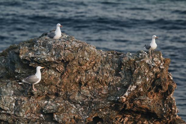 istock Scenic view of white seagulls perched on a rock with a blue ocean in a blurred background 1462097607