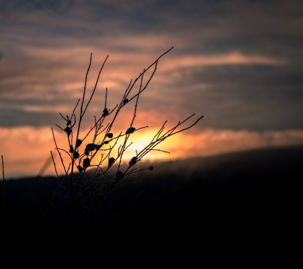 istock Closeup shot of a beautiful tree during the sunset 1462098486