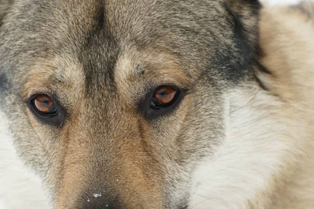 A closeup of a German Shepherd's eyes.