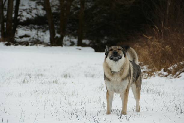 istock German Shepherd in a snowy meadow. 1462098599