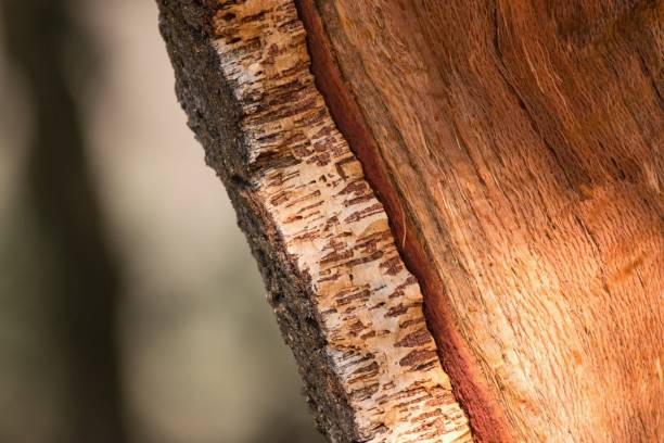 detail der korkeichenrinde. (quercus suber) - naked tree stock-fotos und bilder