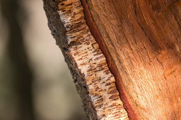 Detail of cork oak tree bark. (Quercus suber) Detail of cork oak tree bark. (Quercus suber) cork stopper stock pictures, royalty-free photos & images