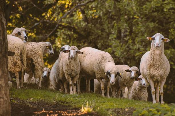 istock Group of sheep in the field 1462101226