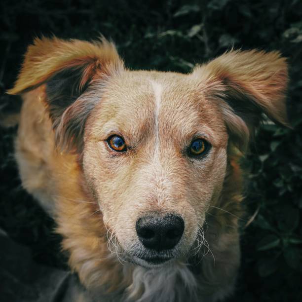 istock Headshot of the cute brown dog 1462101231